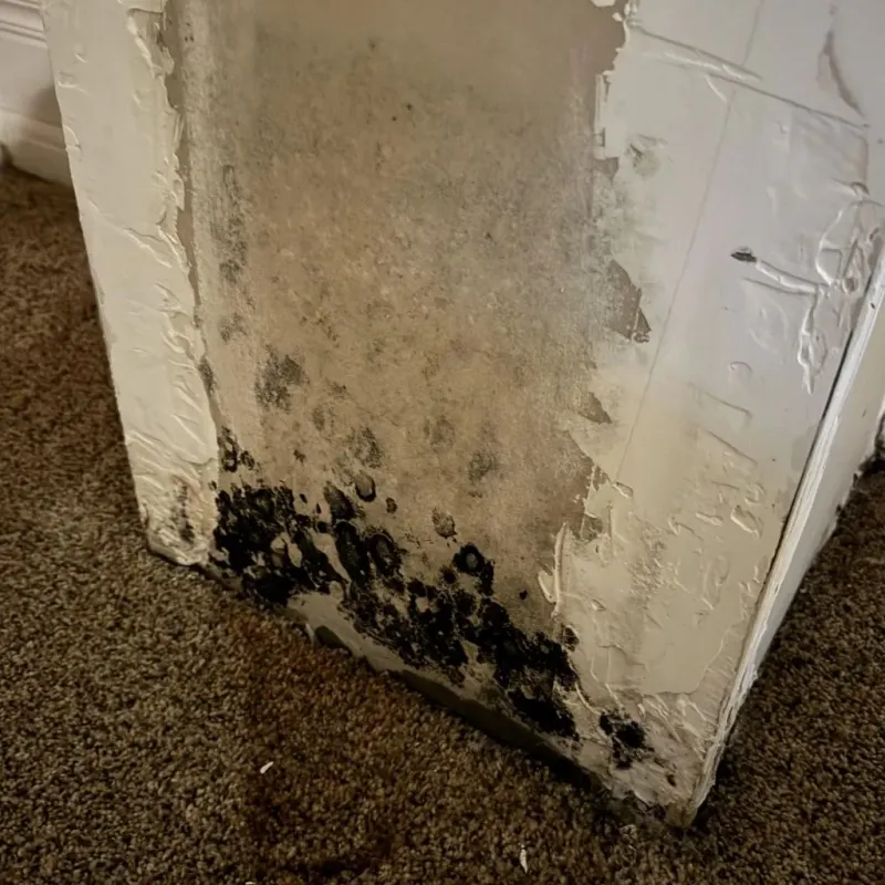 Professional Mold Removal in Crystal Lake, FL